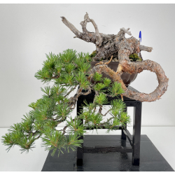 Pinus sylvestris I-6496