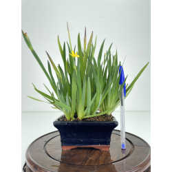 Sisyrinchium I-6507