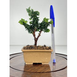 Chamaecyparis sekka-hinoki I-6510