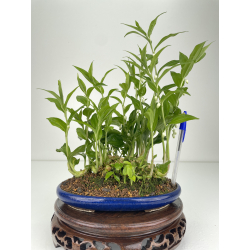 Polygonatum I-6511
