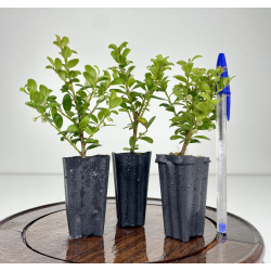 Ilex crenata I-6512