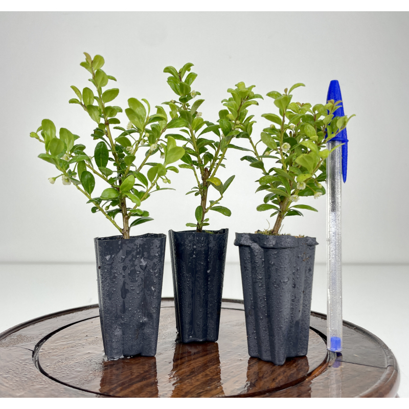 Ilex crenata I-6512