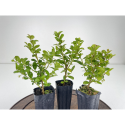 Ilex crenata I-6512 vista 2