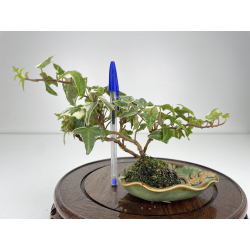 Hedera helix mini I-6514