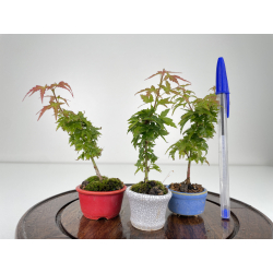 Acer palmatum shishigashira I-6515