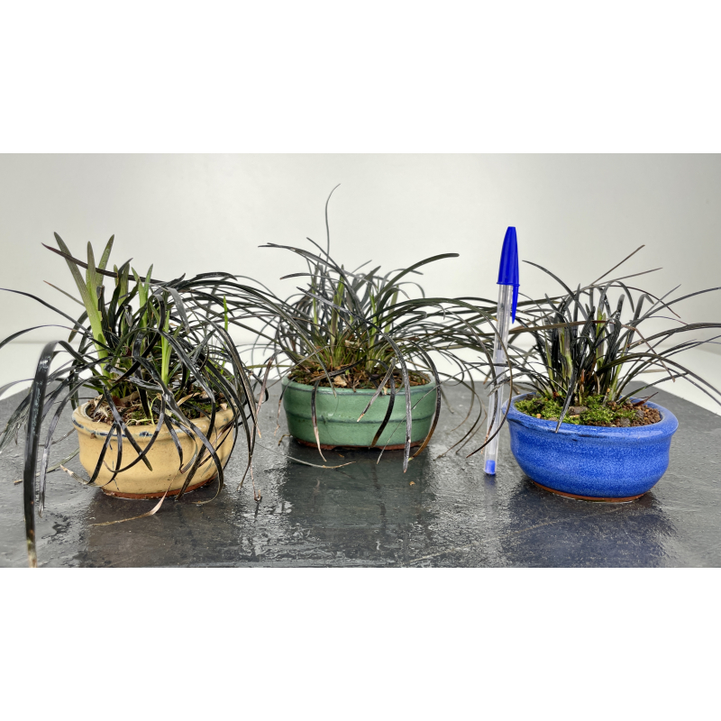 Ophiopogon planiscapus nigrescens I-6516