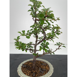 Chaenomeles chojubai I-6517 vista 2