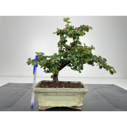 Cotoneaster I-6518