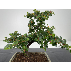 Cotoneaster I-6518 vista 2