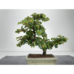 Cotoneaster I-6518 vista 3