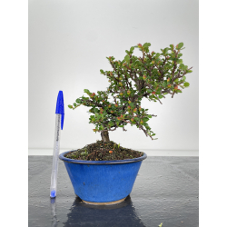 Cotoneaster I-6520