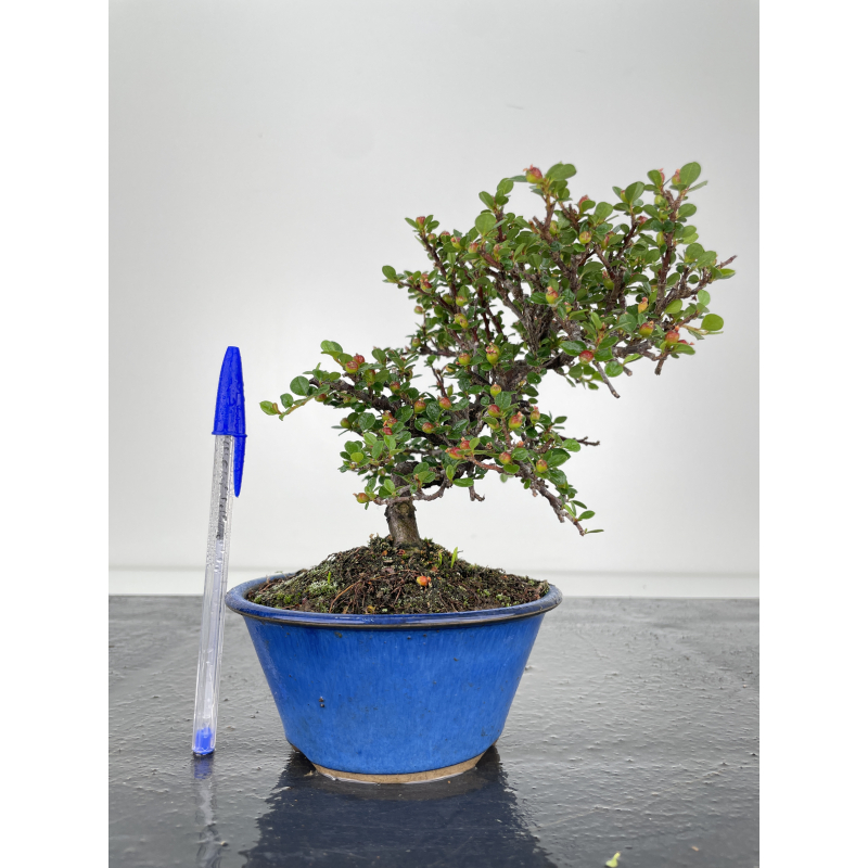 Cotoneaster I-6520 Cotoneaster I-6520