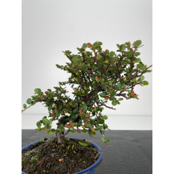 Cotoneaster I-6520 vista 2
