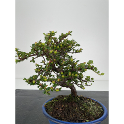 Cotoneaster I-6520 vista 3