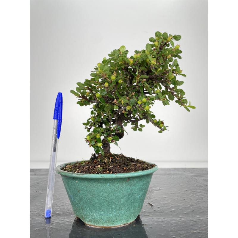 Cotoneaster I-6521 Cotoneaster I-6521