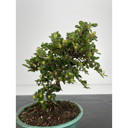 Cotoneaster I-6521 vista 2