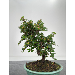 Cotoneaster I-6521 vista 3