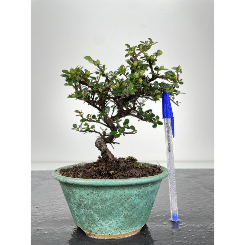 Cotoneaster I-6522 Cotoneaster I-6522