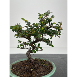 Cotoneaster I-6522 vista 2
