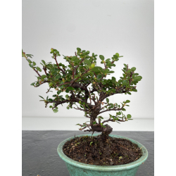 Cotoneaster I-6522 vista 3