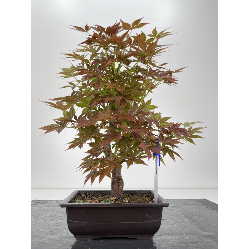 Acer palmatum yugure I-6523