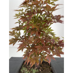 Acer palmatum yugure I-6523 vista 2