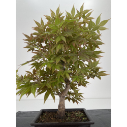 Acer palmatum yugure I-6523 vista 3