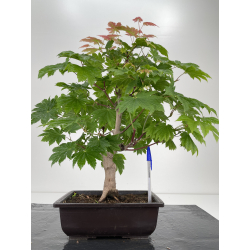 Acer palmatum itaya meigetsu I-6524