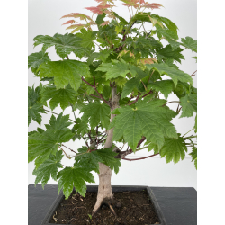 Acer palmatum itaya meigetsu I-6524 vista 2
