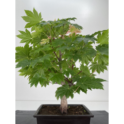 Acer palmatum itaya meigetsu I-6524 vista 3