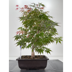 Acer palmatum oshu beni I-6525