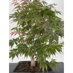 Acer palmatum oshu beni I-6525 vista 2