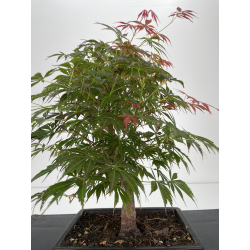 Acer palmatum oshu beni I-6525 vista 3