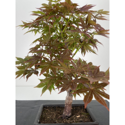 Acer palmatum yugure I-6526 vista 2