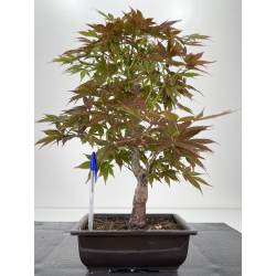 Acer palmatum yugure I-6526