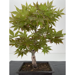 Acer palmatum yugure I-6526 vista 3