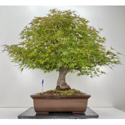 Acer palmatum arakawa I-6527