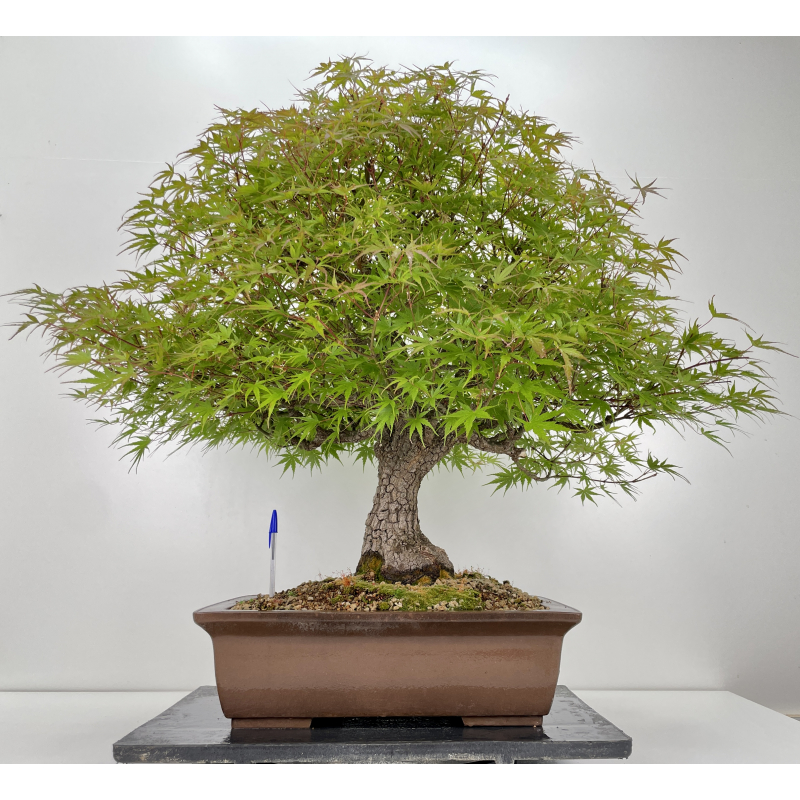 Acer palmatum arakawa I-6527