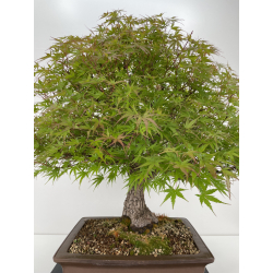 Acer palmatum arakawa I-6527 vista 2