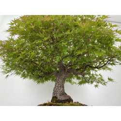 Acer palmatum arakawa I-6527 vista 3