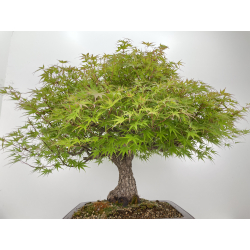 Acer palmatum arakawa I-6527 vista 5
