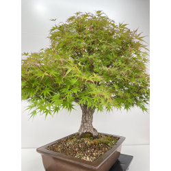 Acer palmatum arakawa I-6527 vista 4