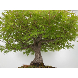 Acer palmatum arakawa I-6527 vista 6