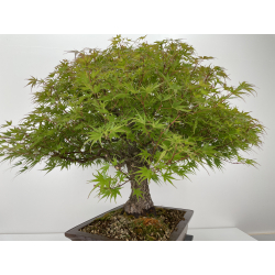 Acer palmatum arakawa I-6527 vista 7