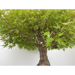 Acer palmatum arakawa I-6527 vista 8