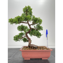Juniperus chinensis itoigawa I-6528