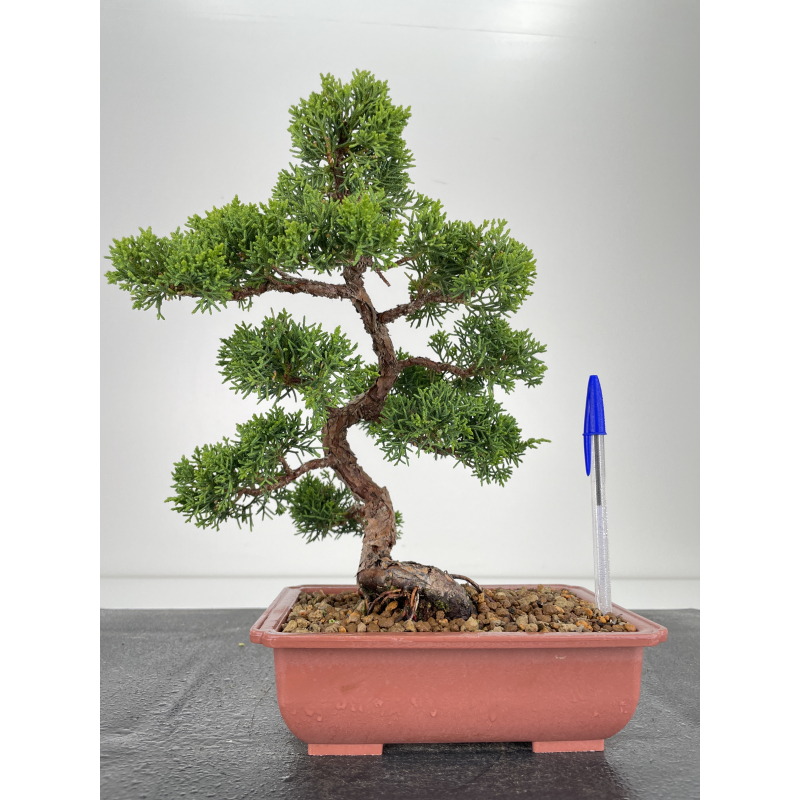 Juniperus chinensis itoigawa I-6528 Juniperus chinensis itoigawa I-6528