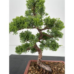 Juniperus chinensis itoigawa I-6528 view 2