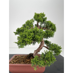 Juniperus chinensis itoigawa I-6528 view 3