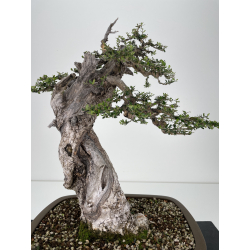 Olea europaea sylvestris I-6530 view 2
